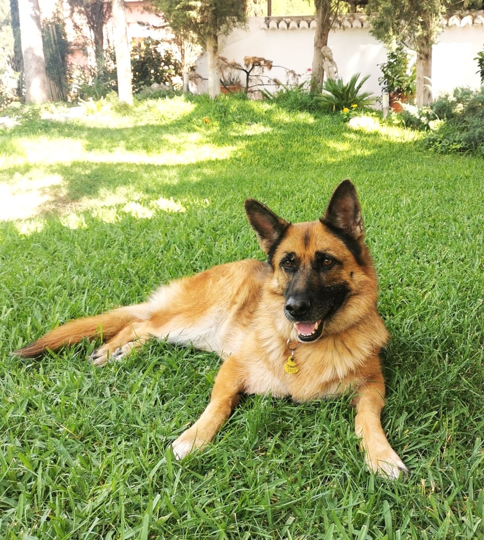 Mi Perro Tiene Tos De Las Perreras TuVeterinario Info