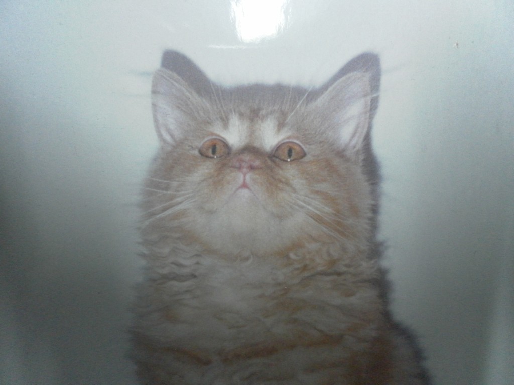 mi gato tiene problemas para orinar