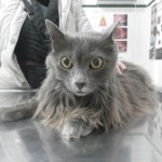 SAM_0232