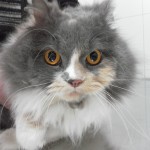 SAM_0251