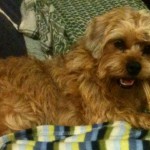 perrita