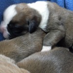 SAM_0291