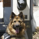 PERRO DE LA GUARDIA CIVIL RECIBE GALARDÓN EN REINO UNIDO POR SU VALENTÍA