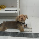 La tos en el perro