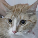 Mi gato tiene pulgas