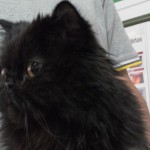¿Por qué los gatos siempre caen de pie?