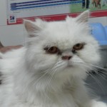 asma felina