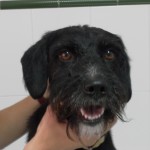 Cataratas en los perros