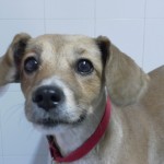 Estreñimiento en el perro