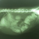 Megacolon en gato