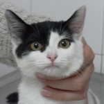 Estreñimiento en el gato