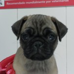 Luxación rotuliana medial en el perro