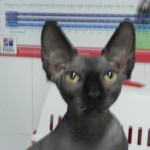 Hipertiroidismo en el gato