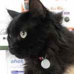 Dolor en la zona anal en los gatos