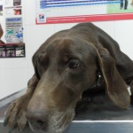 Rotura del ligamento cruzado craneal en el perro