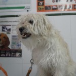 Convulsiones en la eclampsia o tetania puerperal del perro