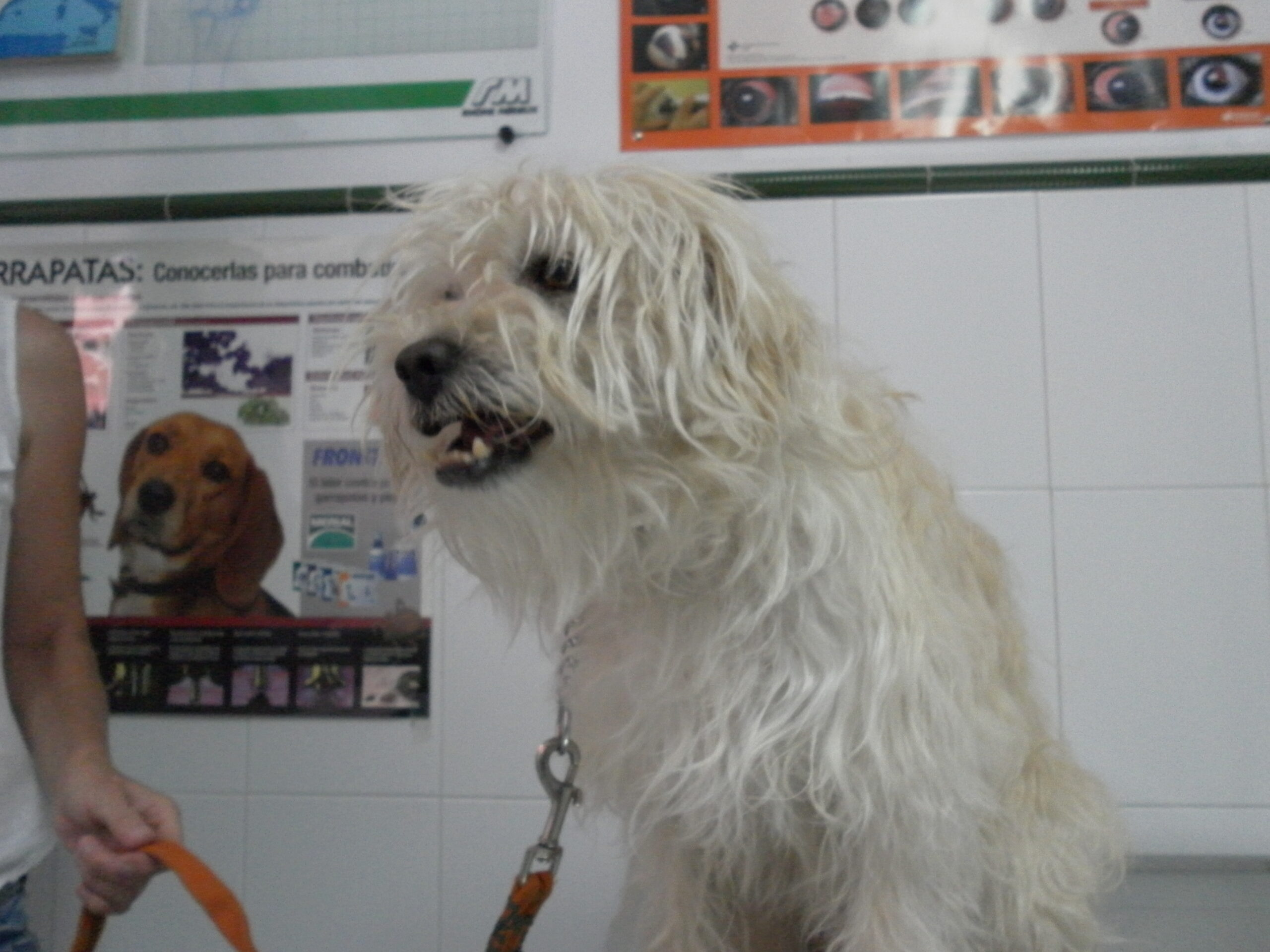 Convulsiones en la eclampsia o tetania puerperal del perro