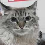 Diabetes en el gato