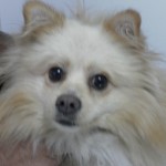 Convulsiones provocadas por intoxicaciones en el perro