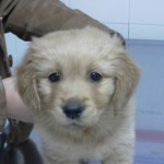Cómo saber si mi perro tiene sobrepeso