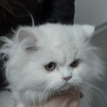Mi gato no se encuentra bien Mi gato no se encuentra bien