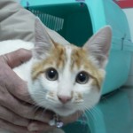 Cistitis idiopática del gato