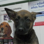 Epilepsia idiopática en el perro