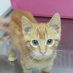 Cojeras en los gatos por problemas en las manos o pies