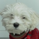 Enfermedades de la próstata en el perro.