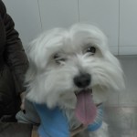 Diabetes en el perro
