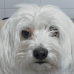 Otitis en el perro