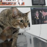 El parto en la gata
