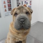 Hepatozoonosis canina.