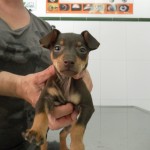 Babesiosis canina
