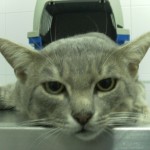 La gestación en la gata.