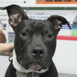 Enfermedades de los testículos en el perro