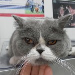 Problemas en el parto de la gata. Problemas en el parto de la gata.