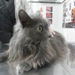 Problemas tras el parto en la gata.