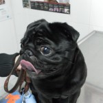 Impétigo en el perro.