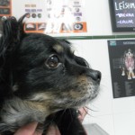 Foliculitis superficial en el perro.
