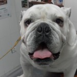 Intértrigo o pioderma de los pliegues en perros y gatos.