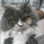Sarna notoédrica del gato. Sarna notoédrica del gato.