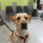 Pioderma del callo en el perro.