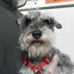Pioderma del puente nasal en el perro.