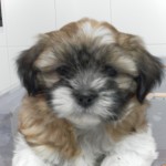 Consejos para proteger a tu mascota este verano.