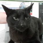 Pododermatitis en perros y gatos. Pododermatitis en perros y gatos.
