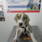 Consejos para proteger a tu mascota este verano (II). Consejos para proteger a tu mascota este verano (II).