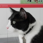 Tengo que dejar a mi mascota en una residencia.