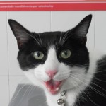 Mi gato tiene hongos.