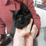 Tumores de la piel del gato: epitelioma espinocelular.